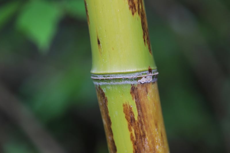 Sustainable Bamboo Planters